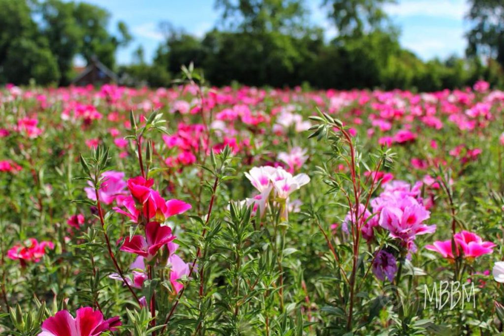 37205494_1362391437237775_2440702796169740288_n